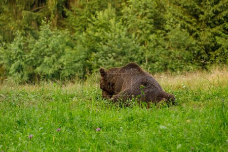 The European brown bear in the wild