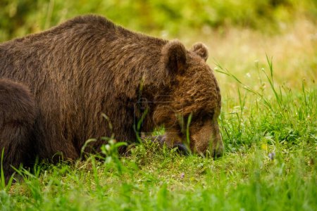 Foto de The European brown bear in the wild - Imagen libre de derechos