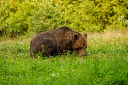 El oso pardo europeo en la naturaleza
