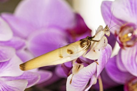 Una orquídea Mantis en una flor de orquídea