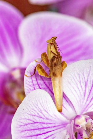 Una orquídea Mantis en una flor de orquídea
