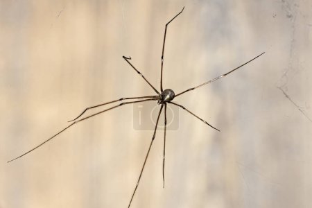 Eine Spinne mit langem Bein im Netz