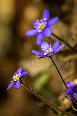 Wild forest flower in the spring