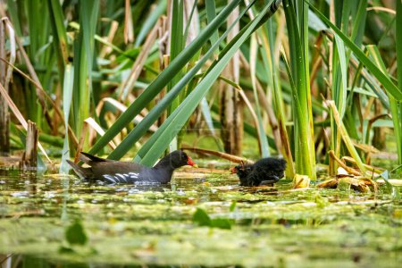 A moorhen on a pond