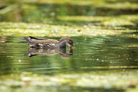 A moorhen on a pond