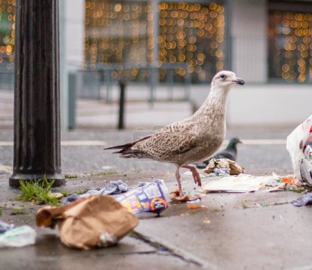 Photo for Seagulls on the street rummaging through a garbage bag looking for food - Royalty Free Image