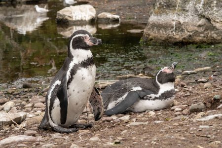 Photo for Humboldt penguin (Spheniscus Humboldt) in a zoo - Royalty Free Image