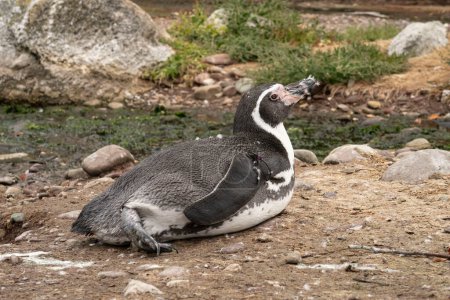 Foto de Humboldt penguin (Spheniscus Humboldt) in a zoo - Imagen libre de derechos