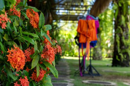 Lebendige orangefarbene Ixor-Blumen im Fokus, im Hintergrund hängt traditionelle orangefarbene Kleidung, die die natürliche Schönheit eines tropischen Gartens mit Elementen der lokalen Kultur verschmilzt