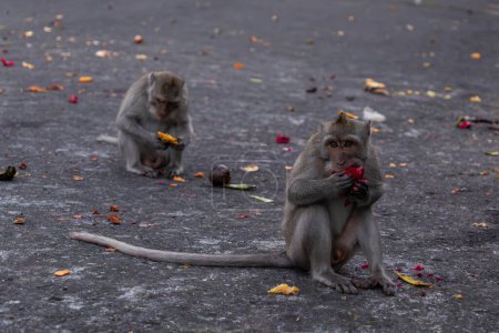 Two wild monkeys enjoy eating mango and dragon fruit while sitting on asphalt, highlighting the unique behavior of primates and the availability of diverse tropical fruits in their natural habitat.