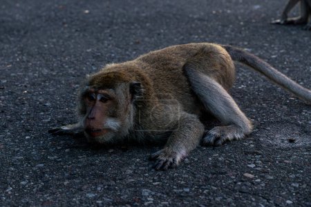 A wild monkey lies on the asphalt with a thoughtful expression, capturing the unique behavior and serene nature of primates in their natural habitat