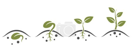 Ilustración de Brotar icono creciente conjunto. Crecimiento vegetal de semilla a árbol. germinación de semillas, siembra y símbolo de plántulas. imagen vectorial aislada - Imagen libre de derechos