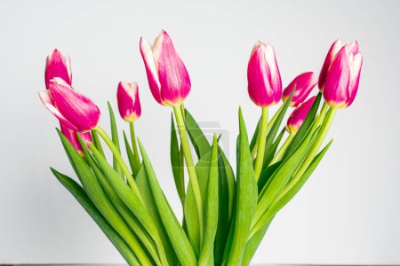 Photo for Bouquet of pink tulips  on background, close up - Royalty Free Image