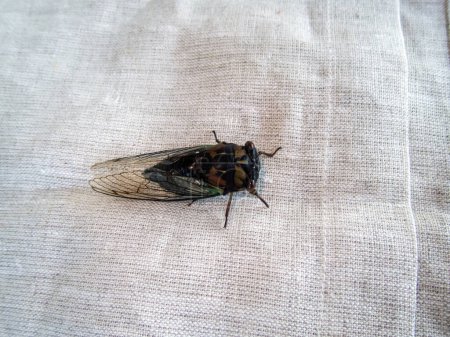 Foto de A macro look of a stationary cicada insect standing on a white mesh fabric with bokeh. - Imagen libre de derechos