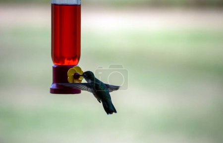 Téléchargez les photos : Un colibri adorable en mouvement à la mangeoire de nectar avec un bel effet bokeh. - en image libre de droit