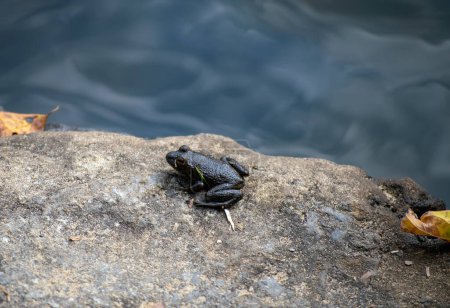 Photo for A small little frog rests peacefully on a rock along the defocused waters edge at an Arkansas river. A tiny creature of the great outdoors. - Royalty Free Image