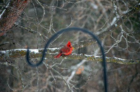Photo for Cardinal perched on a tree branch following a light snow framed by a defocused black shepherds hook for an artistic look. Photographed through a glass window gives a soft focus effect. Bokeh. - Royalty Free Image