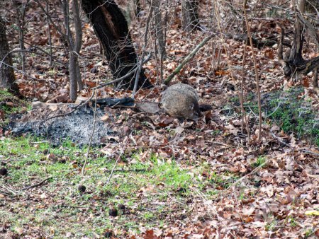 Téléchargez les photos : Une curieuse marmotte fouine dans les feuilles sèches par une chaude journée d'automne dans le Missouri. Il cherche peut-être son ombre.. - en image libre de droit