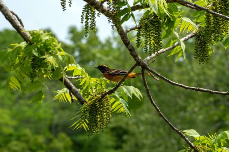 Die Schönheit der Farben in der Natur wird durch diesen hübschen orangefarbenen und schwarzen Baltimore Pirol auf einem Ast zwischen grünen Blättern und defokussiertem Hintergrund schön dargestellt..