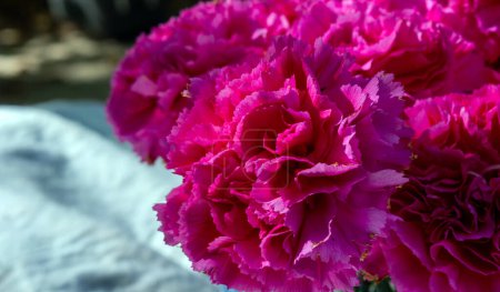 Una foto macro de cerca de una hermosa flor de clavel rosa con bokeh y espacio de copia. Podría ser un regalo del día de la madre o para un ambiente romántico.