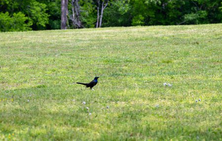 A handsome common grackle stands on the green grass with bokeh effect drawing attention to the bird.