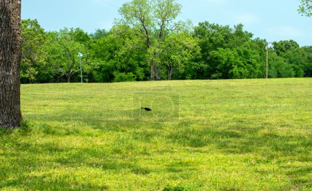 Un grackle común que rasca en la hierba verde en un parque en Oklahoma en un día soleado brillante.