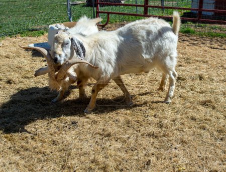 Two male goats have a battle to see who will be the dominate animal of the pasture.