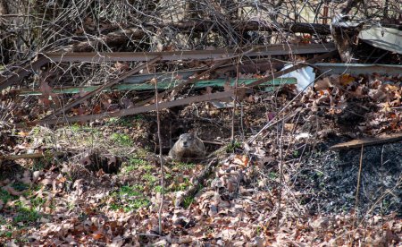L'hiver est terminé et une marmotte adulte dodue sort prudemment de son trou souterrain dans le Missouri parmi les décombres et les feuilles.