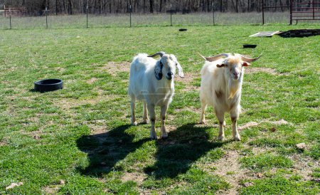 Une paire de chèvres mâles pose pour la caméra dans le Missouri. L'un est nubien, l'autre est Kiko. Les deux sont des créatures de la poitrine.