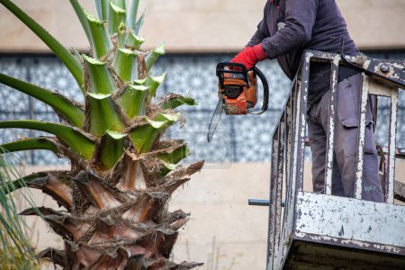 Téléchargez les photos : Worker pruning a palm tree with a tree saw. - en image libre de droit