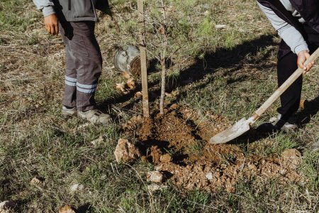 Téléchargez les photos : Jardiniers plantant des arbres. Planter un arbre. - en image libre de droit