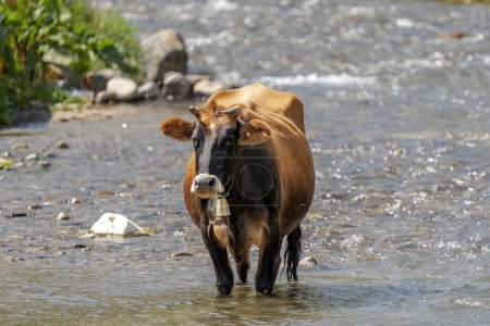 Foto de Una vaca que se refresca en el río cuando hace calor en Turquía - Imagen libre de derechos