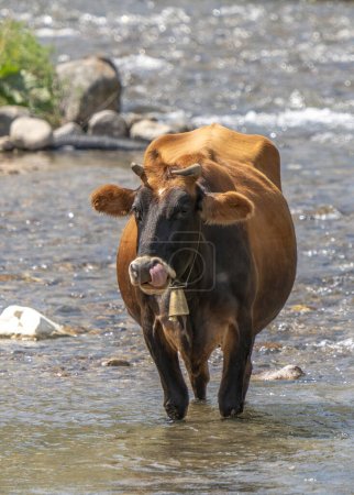 Foto de Una vaca que se refresca en el río cuando hace calor en Turquía - Imagen libre de derechos