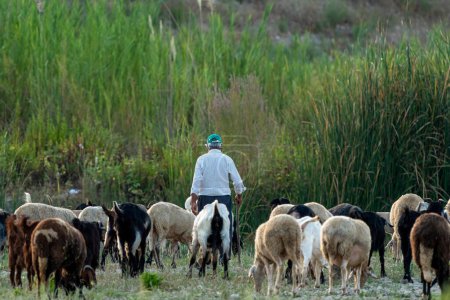 Foto de Viejo pastor pastando sus ovejas y cabras - Imagen libre de derechos