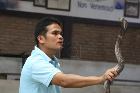 Téléchargez les photos : Thaïlande, Phuket-03 Mai, 2011 : Homme jouant avec un serpent cobra. Tenant un serpent cobra - en image libre de droit