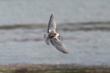 Foto de Whiskered tern volando sobre el mar, primer plano del pájaro. Fotografía digital de aves - Imagen libre de derechos