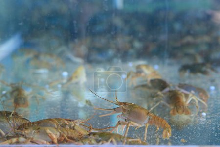 Live crayfish in the aquarium. Shallow depth of field.