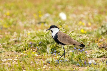 Photo for Northern Lapwing, Vanellus vanellus, single bird on grass, South Africa - Royalty Free Image