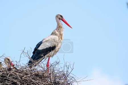 Photo for White stork and baby stork sitting in the nest. - Royalty Free Image
