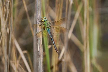A dragonfly with a macro shot. an insect in the reeds