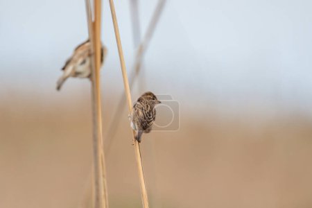 A sparrow sitting on a slender reed branch