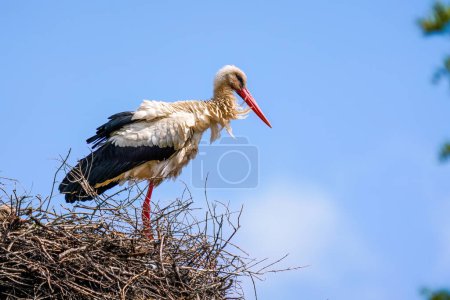 White stork and baby stork sitting in the nest.