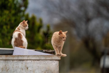 Cats waiting on the garbage container