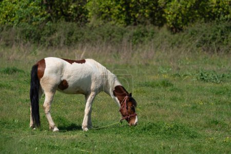 Téléchargez les photos : Un cheval rouge et blanc paissent dans un champ. - en image libre de droit