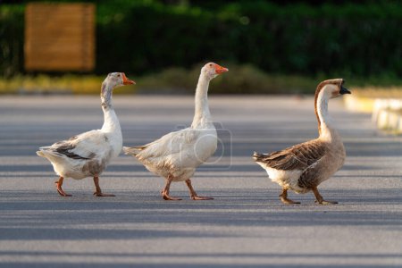 Photo for Three geese walking on the asphalt road - Royalty Free Image