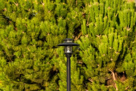 Téléchargez les photos : Poteau d'éclairage devant les arbres. Clôture et lampe - en image libre de droit