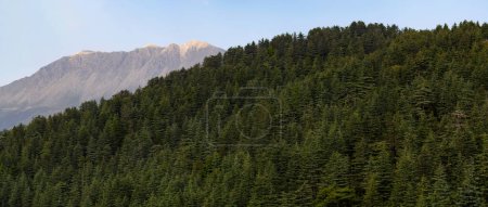 Pine forests in the mountains in Antalya, Turkey. Cedar forest. Tunc Mountain Antalya.