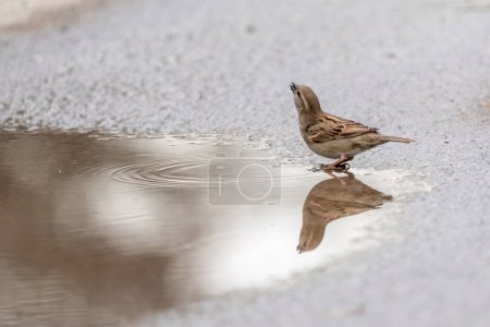 Sparrow drinking water from a puddle on the ground