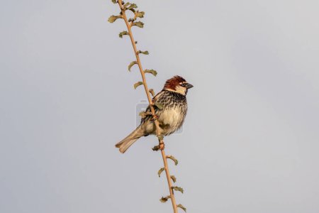 Willow sparrow perched on a branch. Spanish sparrow