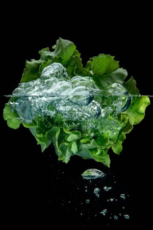 Téléchargez les photos : Fresh leafy green head of lettuce floating in clear clean water with trapped air bubbles over a black background in an above and below view conceptual of a healthy diet with copy space - en image libre de droit